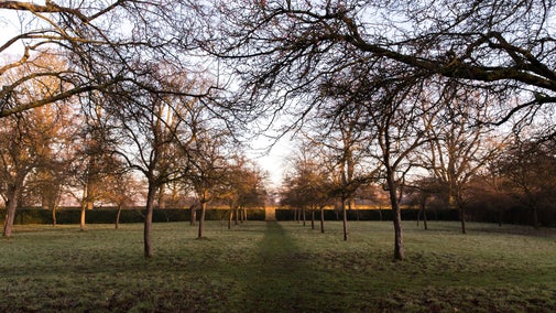 A view of wintry trees in the garden at Hardwick looking towards the low winter sun